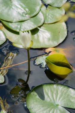 Göletteki nilüfer. yaz arkaplanı, doğa