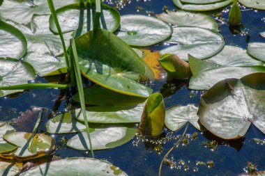 Su nilüferleri gölette. yaz arkaplanı, doğa