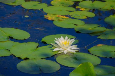 Göletteki nilüfer. yaz arkaplanı, doğa