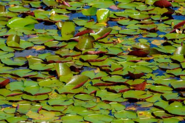 Göletteki nilüfer. yaz arkaplanı, doğa