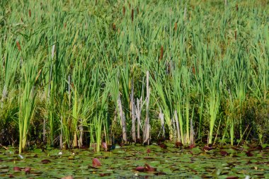 Göletteki nilüfer. yaz arkaplanı, doğa