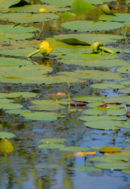 Göletteki nilüfer. yaz arkaplanı, doğa