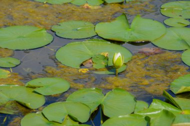 Göletteki nilüfer. yaz arkaplanı, doğa