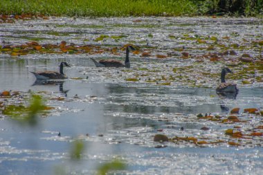 gölet üzerinde yaban ördekleri 