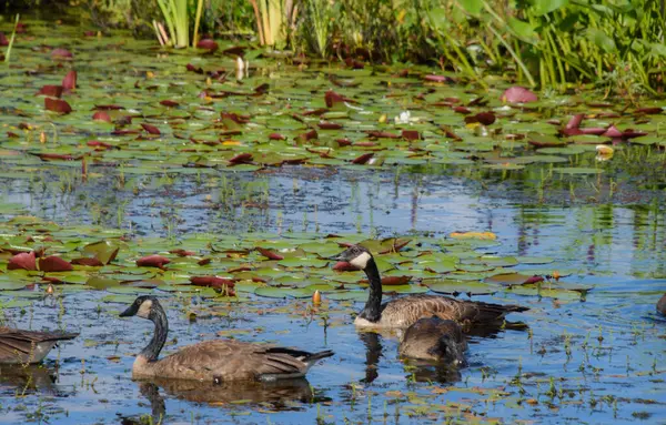 Gölet Üzerinde Yaban Ördekleri — Stok fotoğraf