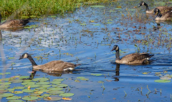 Wild Ducks Pond — Stock Photo, Image