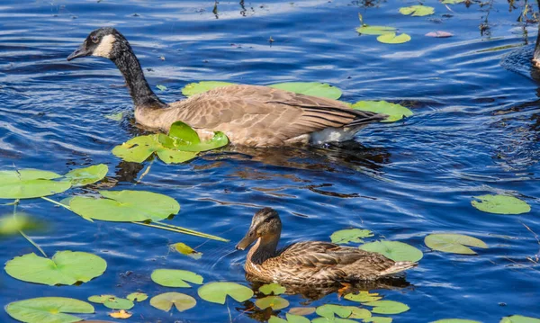 野生のカモが池の上 — ストック写真