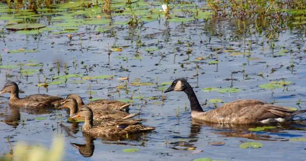 Patos Salvajes Estanque —  Fotos de Stock