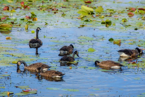 Canards Sauvages Sur Étang — Photo