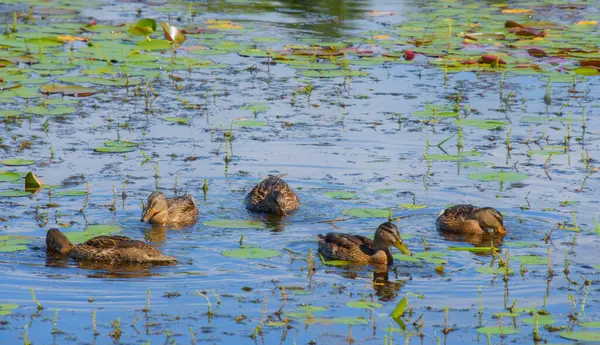 野生のカモが池の上 — ストック写真