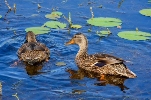 Patos Selvagens Lagoa — Fotografia de Stock