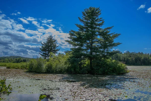 Beautiful Summer Lake River — Stockfoto