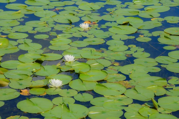 Water Lily Pond Summer Background Nature — Fotografia de Stock