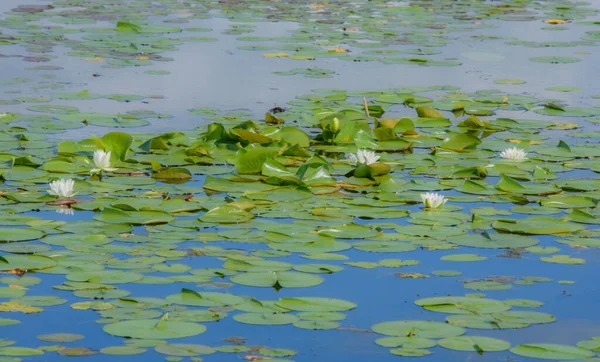 Water Lily Pond Summer Background Nature — 스톡 사진