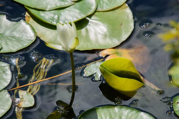 Water Lily Pond Summer Background Nature — Φωτογραφία Αρχείου