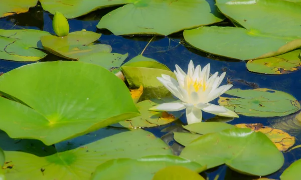 Water Lily Pond Summer Background Nature — Fotografia de Stock