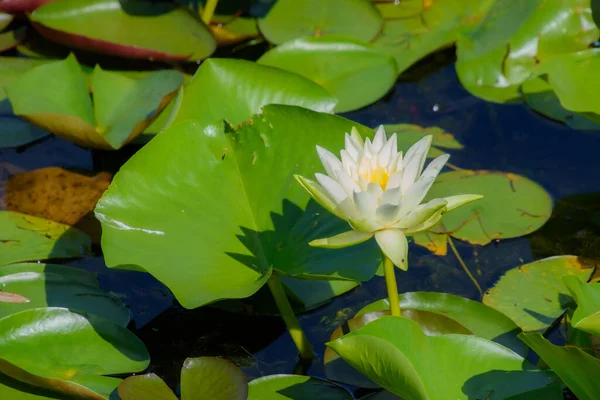 Water Lily Pond Summer Background Nature — Stock Photo, Image