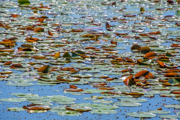 Water Lily Pads Pond Summer Background Nature — Fotografia de Stock