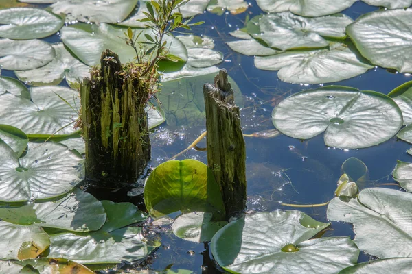 Water Lily Pads Pond Summer Background Nature — 스톡 사진