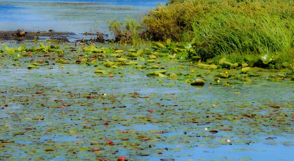 Water Lily Pads Pond Summer Background Nature — Fotografia de Stock