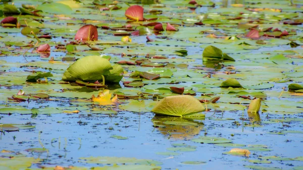 Water Lily Pond Summer Background Nature — Fotografia de Stock