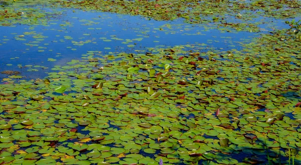 Water Lily Pads Pond Summer Background Nature — Stockfoto