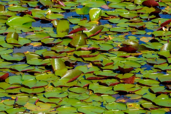 Water Lily Pond Summer Background Nature — Fotografia de Stock