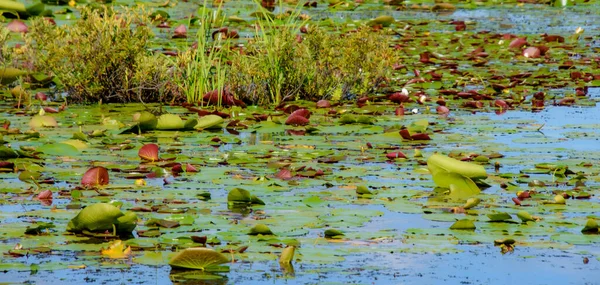 Water Lily Pond Summer Background Nature — 스톡 사진