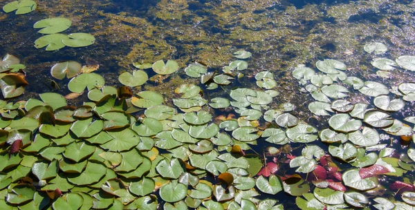 Water Lily Pads Pond Summer Background Nature — Φωτογραφία Αρχείου