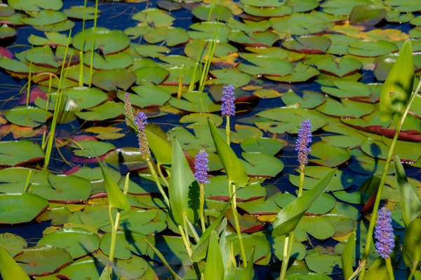 Water Lily Pond Summer Background Nature — Fotografia de Stock
