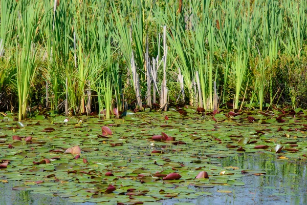 Water Lily Pond Summer Background Nature — стоковое фото