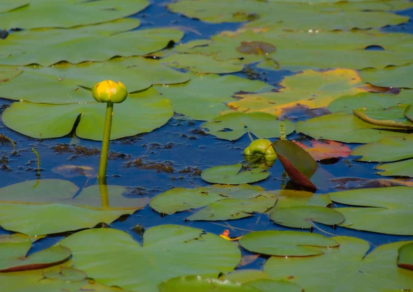 Water Lily Pond Summer Background Nature — Stockfoto