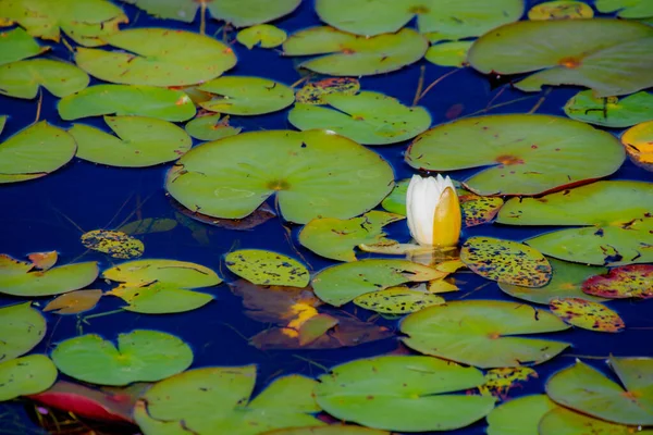 Water Lily Pond Summer Background Nature — Fotografia de Stock