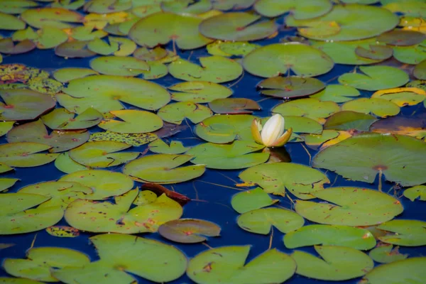 Water Lily Pond Summer Background Nature — Stock Photo, Image