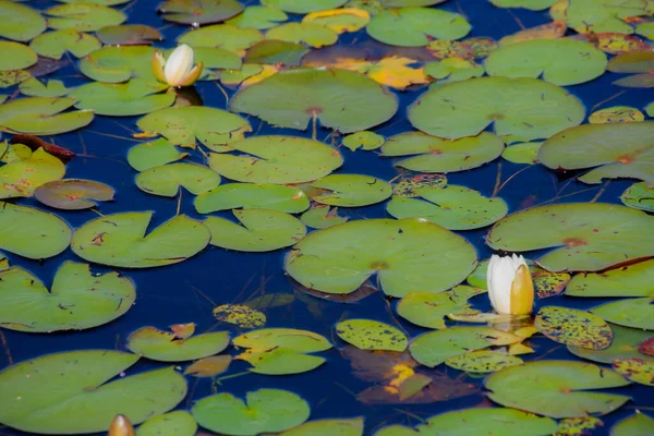 Water Lily Pond Summer Background Nature — 스톡 사진