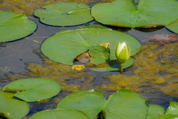 Water Lily Pond Summer Background Nature — 스톡 사진