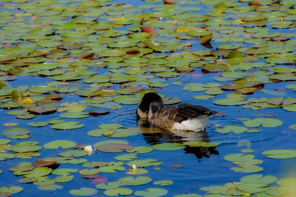 Patos Salvajes Estanque — Foto de Stock