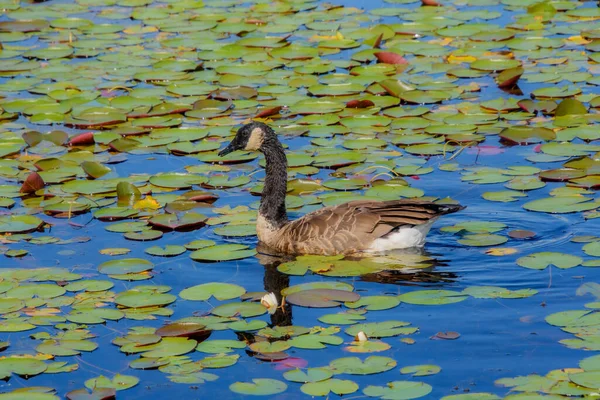 Patos Salvajes Estanque —  Fotos de Stock