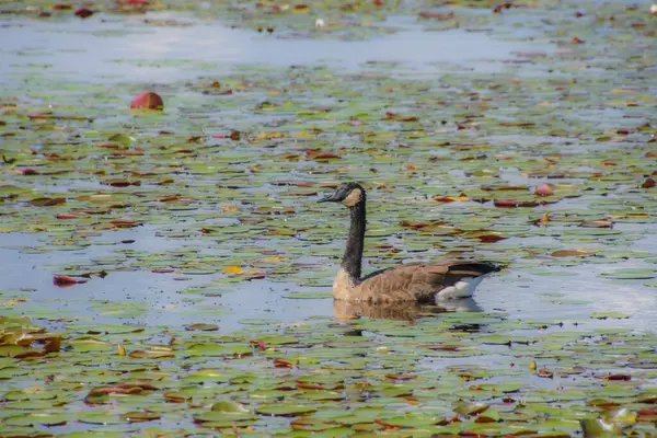 Patos Salvajes Estanque — Foto de Stock