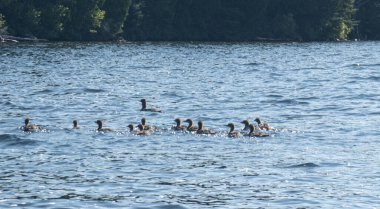 wild geese at Canadian lake in Quebec