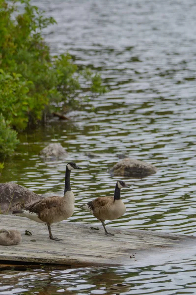 wild geese at Canadian lake in Quebec