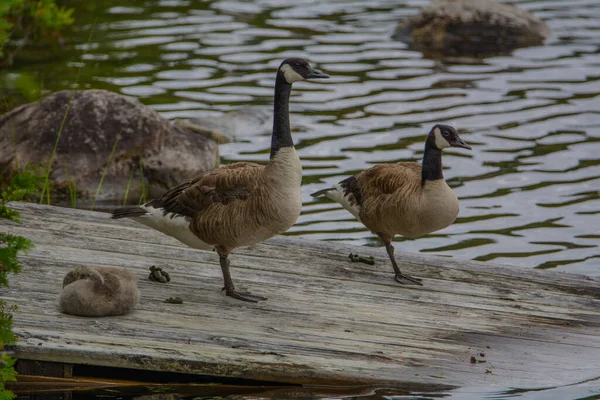 wild geese at Canadian lake in Quebec