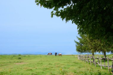 horses grazing in field at a Quebec farm in the Canadian countryside 