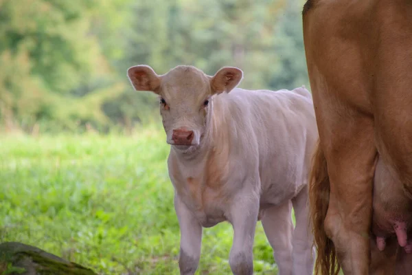 Kanada kırsalındaki Quebec çiftliğinde güzel inekler 