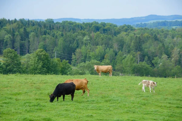 Kanada kırsalındaki Quebec çiftliğinde güzel inekler 