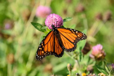 Yoncadan nektar toplayan kral kelebeğinin kırpılmış görüntüsü