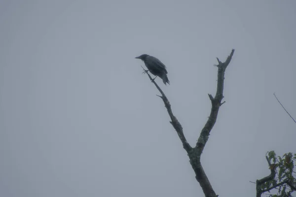 Cuervo Solitario Posado Árbol Seco Con Fondo Gris Del Cielo —  Fotos de Stock