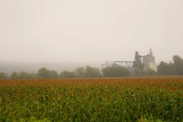 Ripening Corn Field Farm Background Grey Weather Photo — Stock Photo, Image