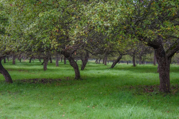 Apfelgarten Mit Reifen Früchten — Stockfoto