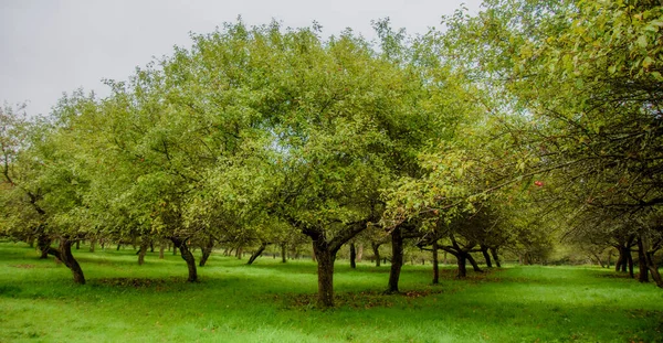 Äppelträdgård Med Mognande Frukter — Stockfoto